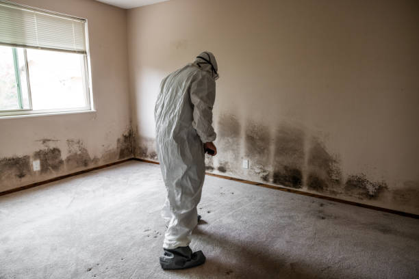 Best Water Damage & Mold Remediation  in Ocoee, FL